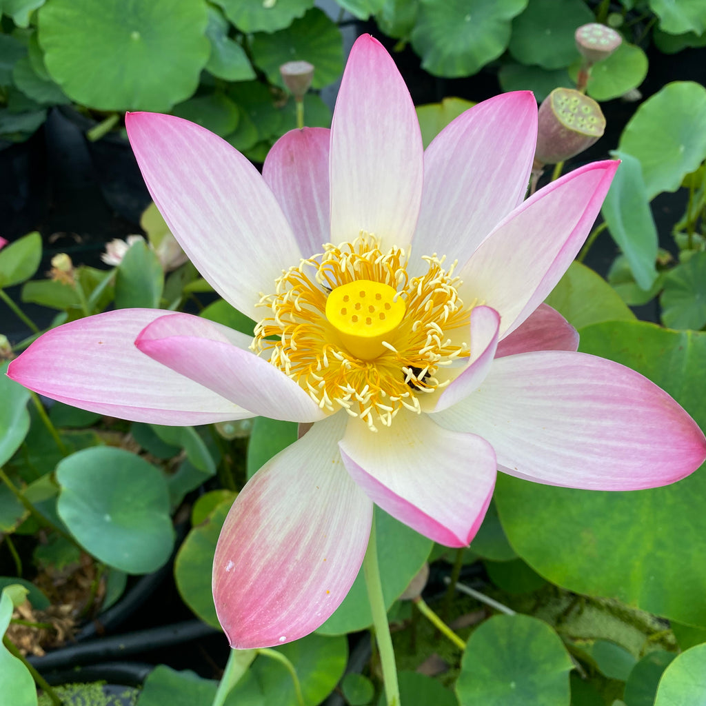 Pink and Gold  Lotus > Classic Beauty
