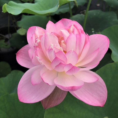 Princess Ellen Of Ten Mile Creek Lotus  <br>  Heavy Bloomer!
