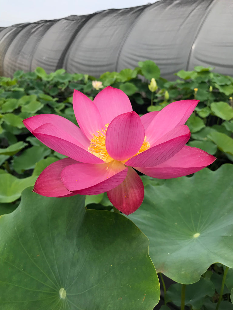 Qinling Red Lotus  <br>  Stunning, Wide Open Blooms!
