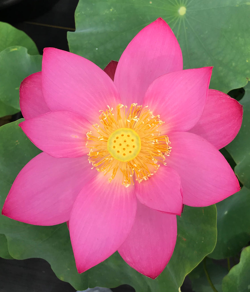 Qinling Red Lotus  <br>  Stunning, Wide Open Blooms!