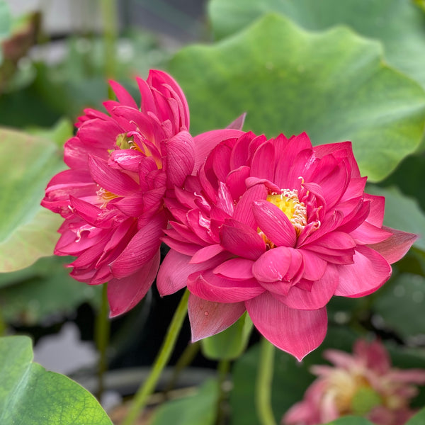 Commander Lotus Brilliant Red! Huge Flowers! - PondLotus.com