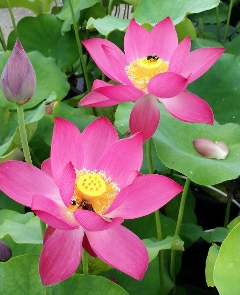 Red at Sunset Bowl Lotus  <br>  Lovely Red Color!