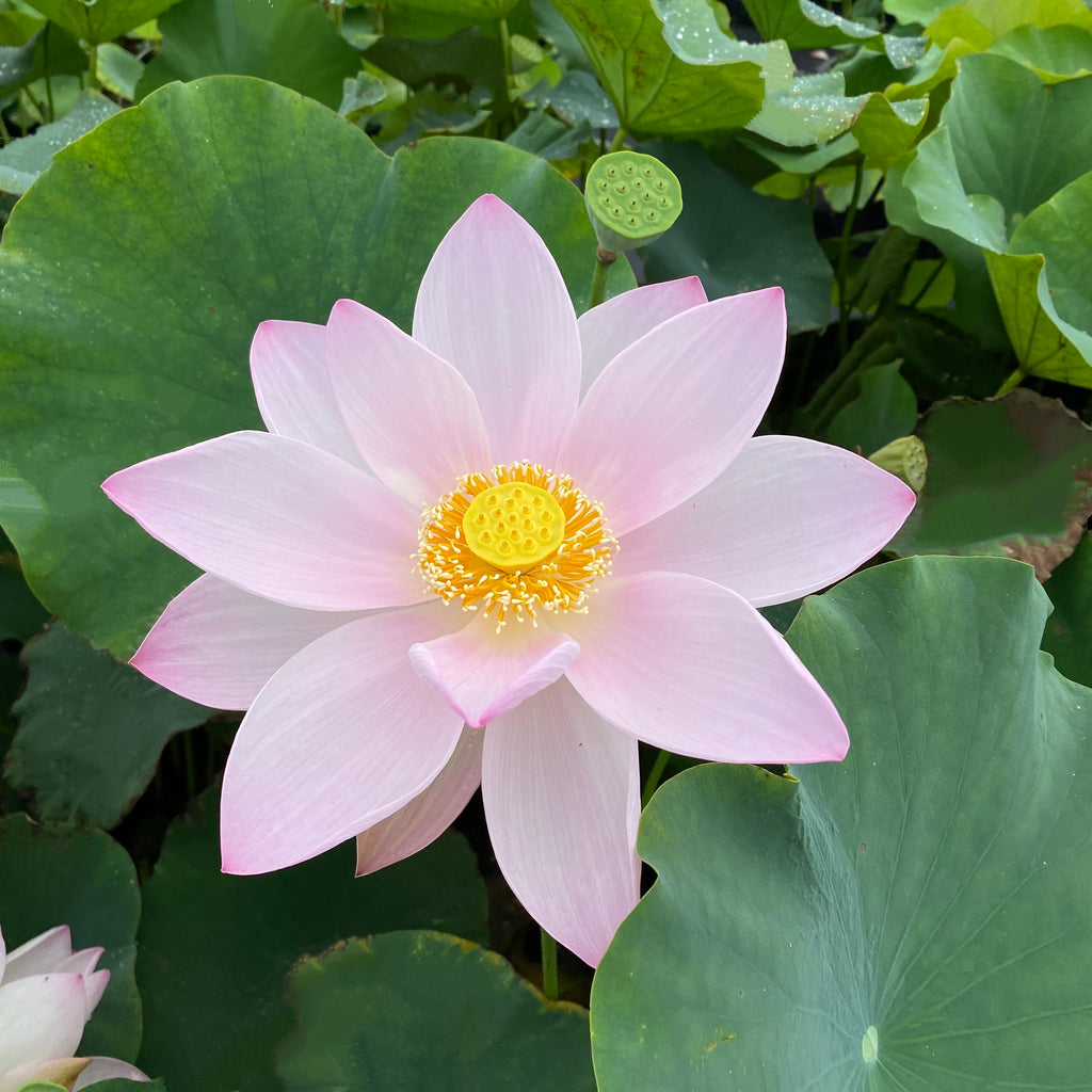 Reflection Lotus  <br>  Soft Pink Blooms
