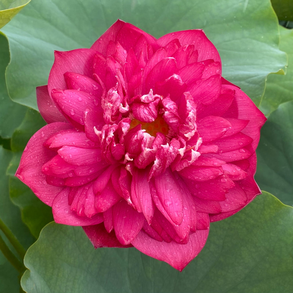 Rose Red Lotus <br>  Stunning!