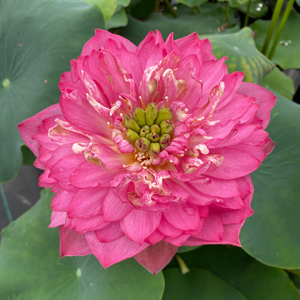 Ruijin Lotus   <br>  Rosy-Red Splendor