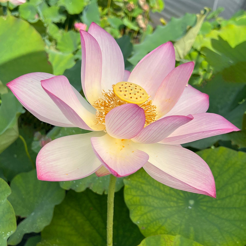 Shi Kago Hash Lotus  - Unusual Color!