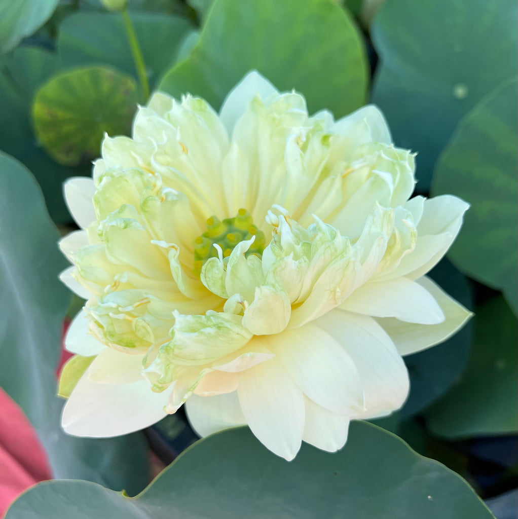 Snow Loving Mini Lotus  <br> Glorious White! <br> Reserve Lotus Varieties ASAP for 2021!