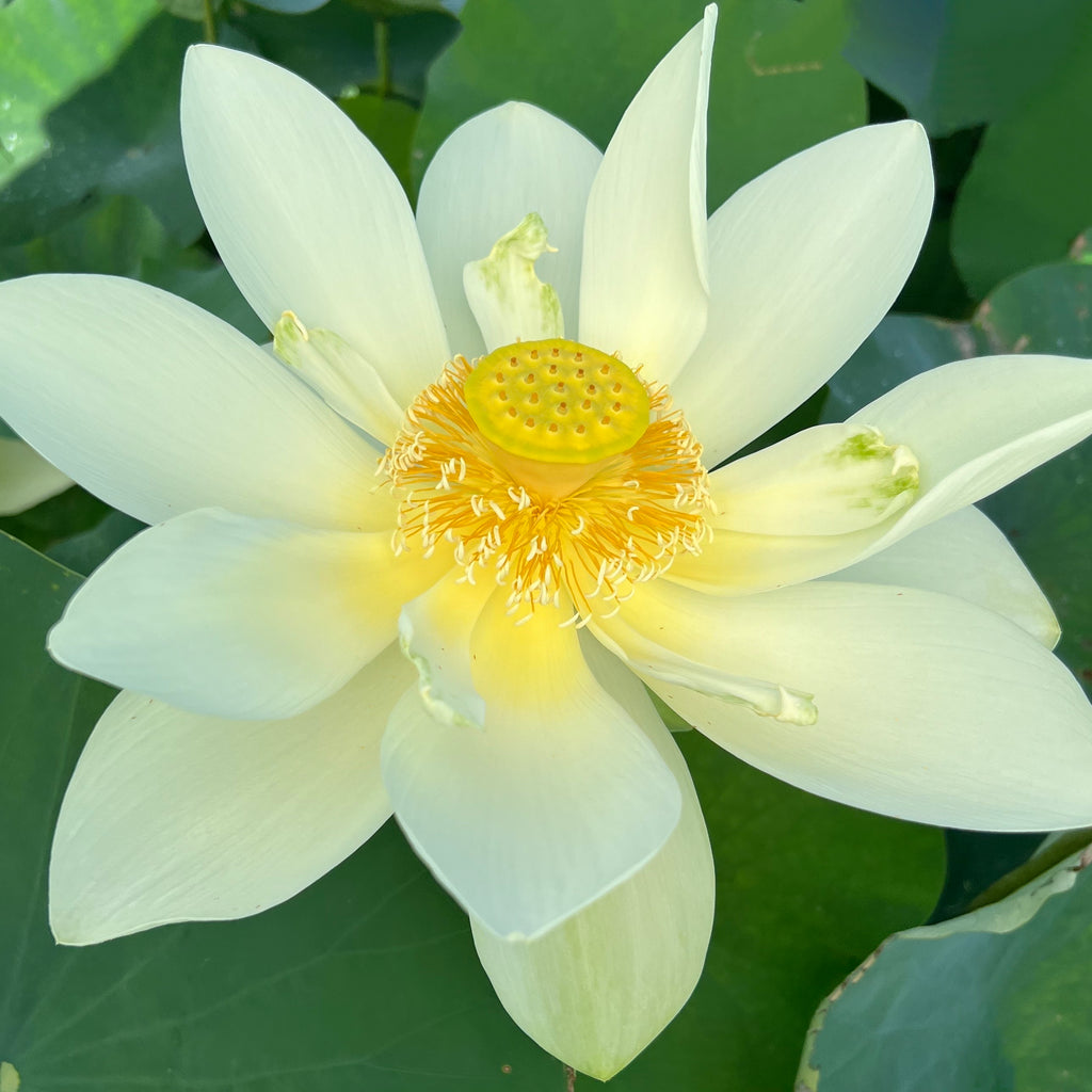 PERRY'S GIANT SUNBURST LOTUS  <br>  Sunny Yellow Blooms!