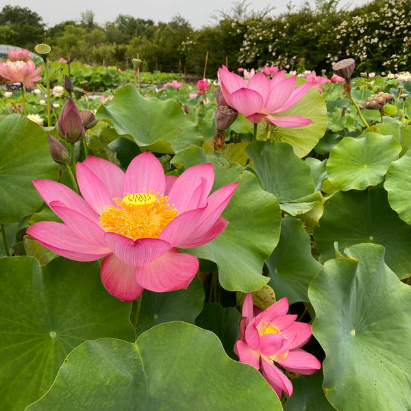 Shoot Fire Lotus - PondLotus.com