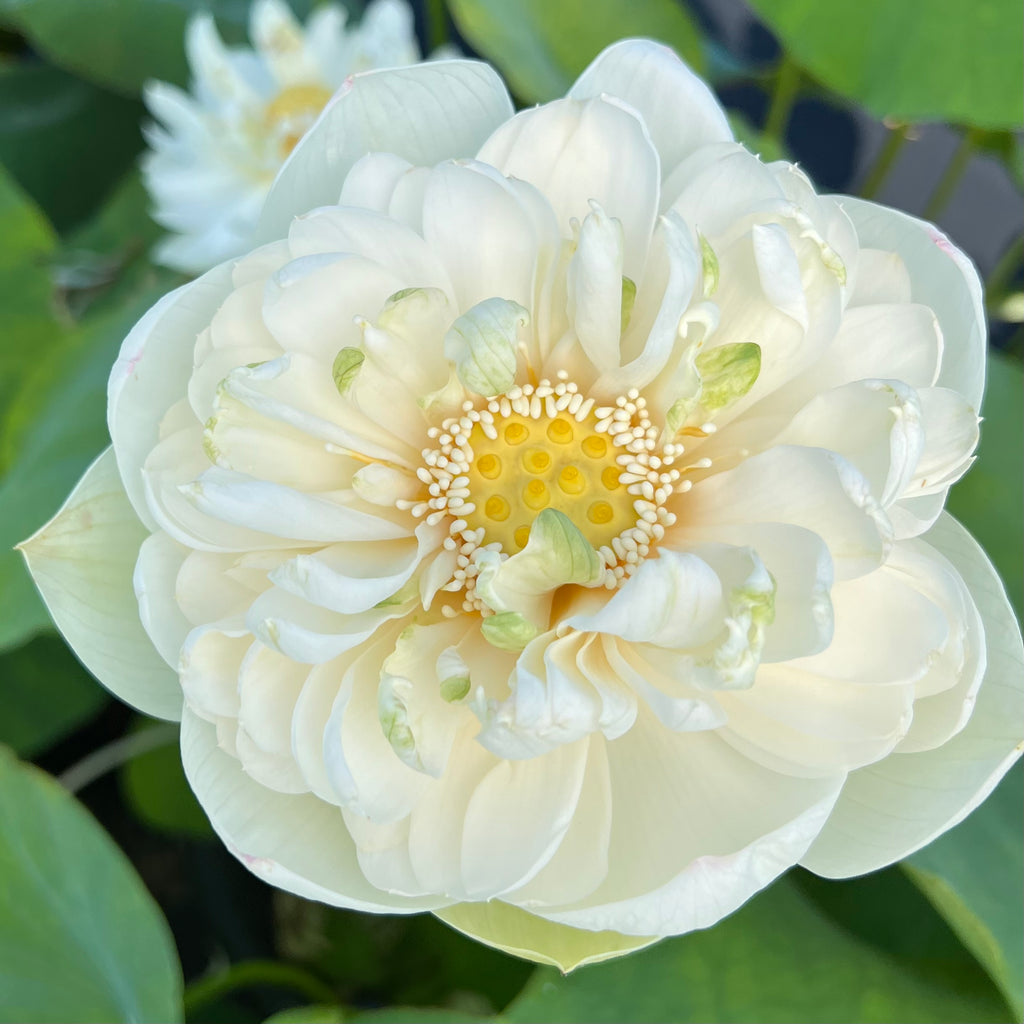 Snow White Lotus  <br>  Pure White Blooms!