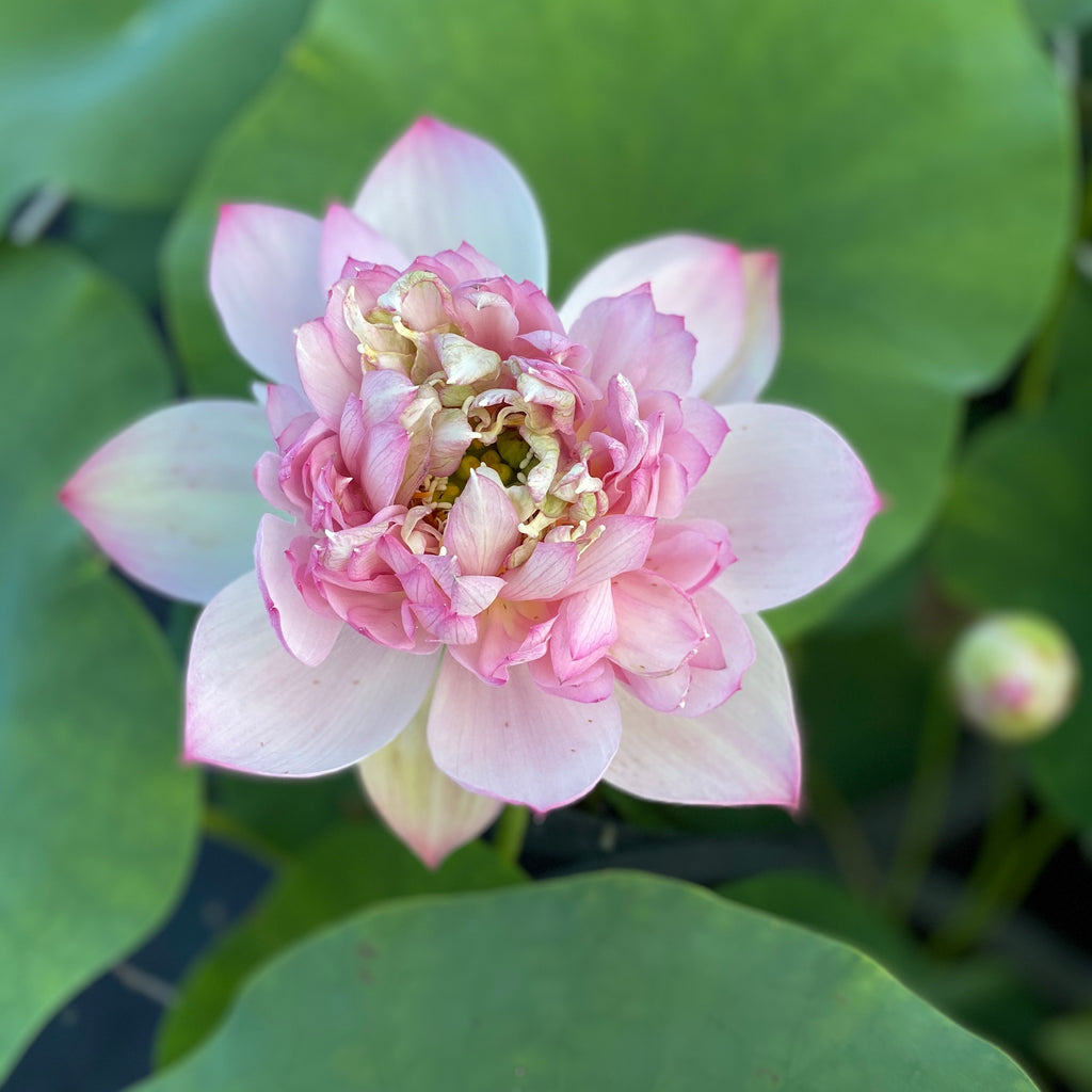 Spring Cherry Bowl Lotus <br> Tiny Pink Perfection!