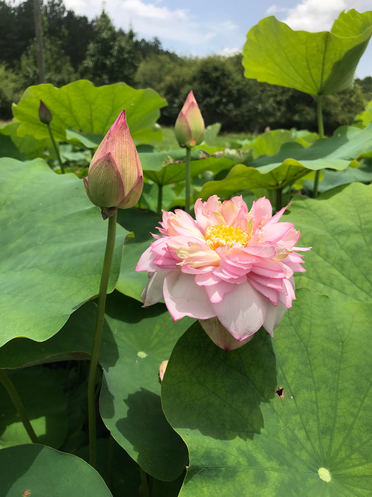 Star Of Yaochi Lotus  <br>  Large, Sumptuous Flowers!