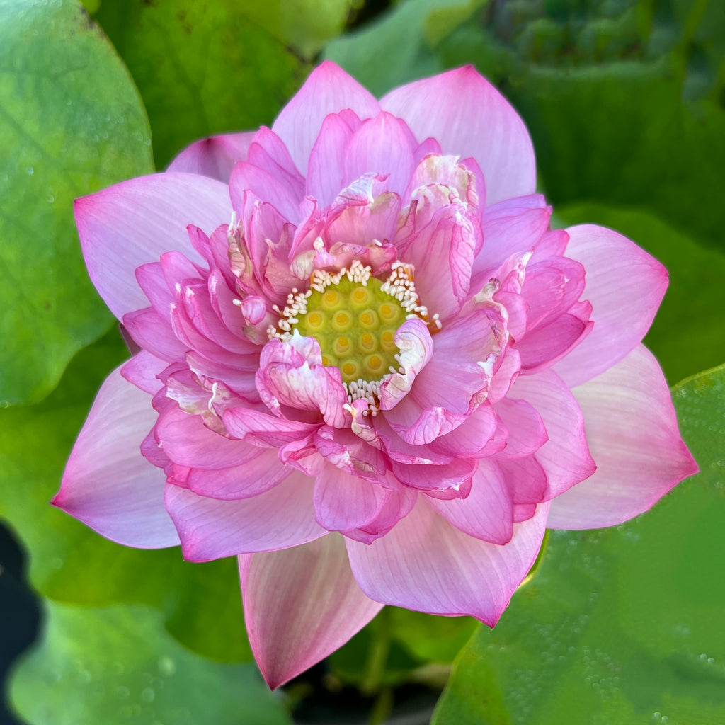 Star Of Yaochi Lotus  <br>  Large, Sumptuous Flowers!