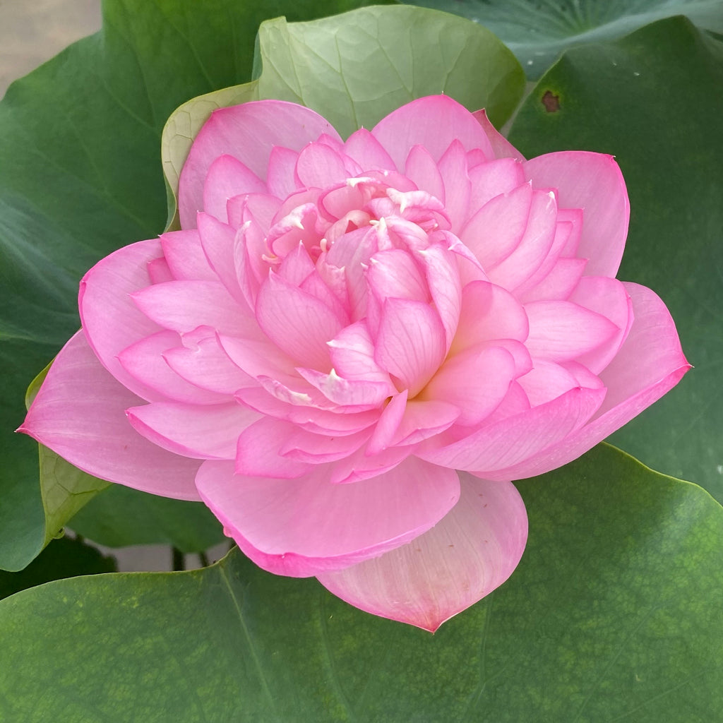 Sugar Pie Pink Lotus <br>  Heavy Bloomer