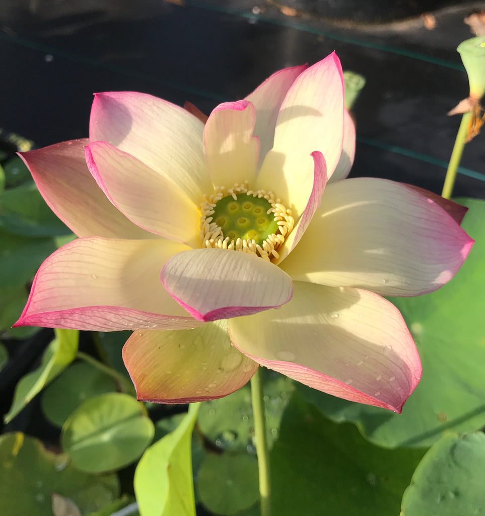 Sunrise Brocade Lotus - Unique Perfection! Best Seller!
