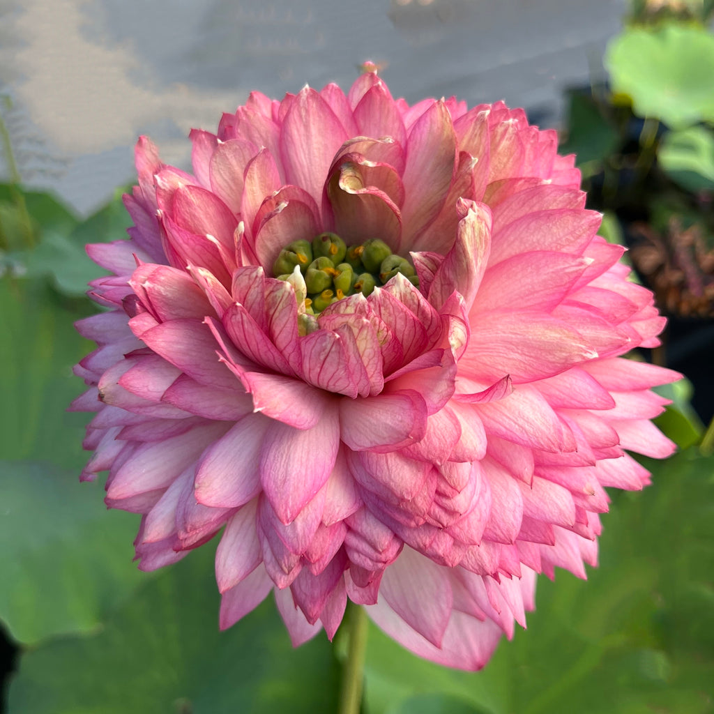 Tower Of Day And Night Lotus - Frequent Blooms!