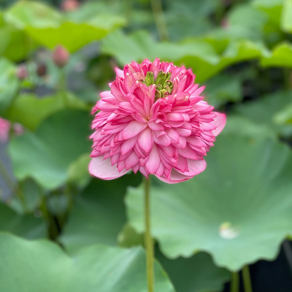 Tower Of Day And Night Lotus - Frequent Blooms!