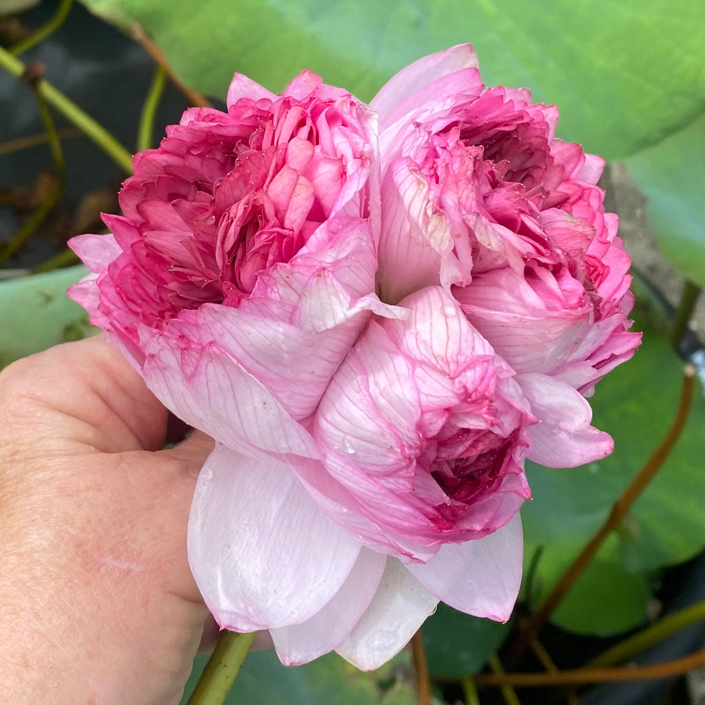Traditional Thousand Petals Lotus <br>   Multi-headed Flowers!!