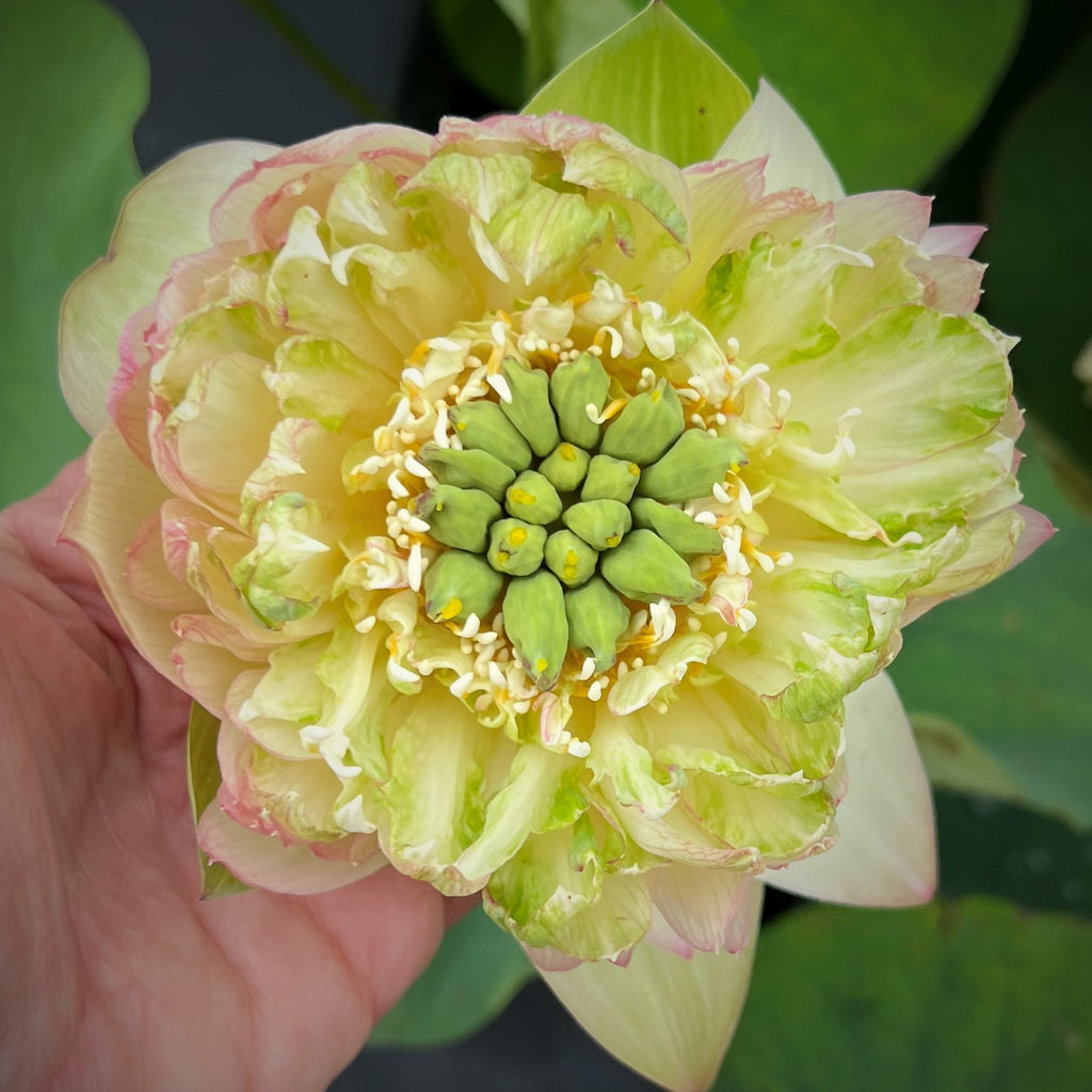 Watercolor Lotus <br> Soft, Subtle Colors