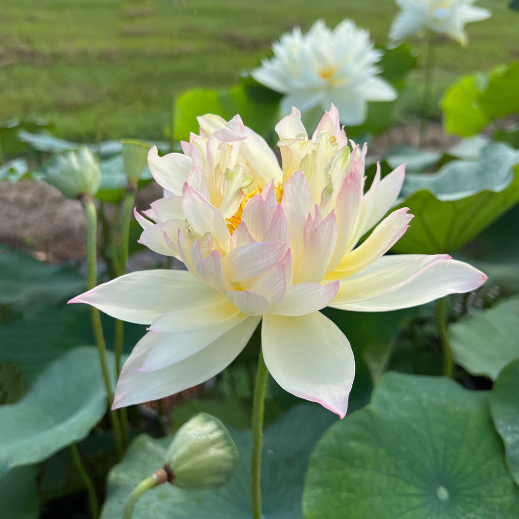 Watercolor Lotus <br> Soft, Subtle Colors