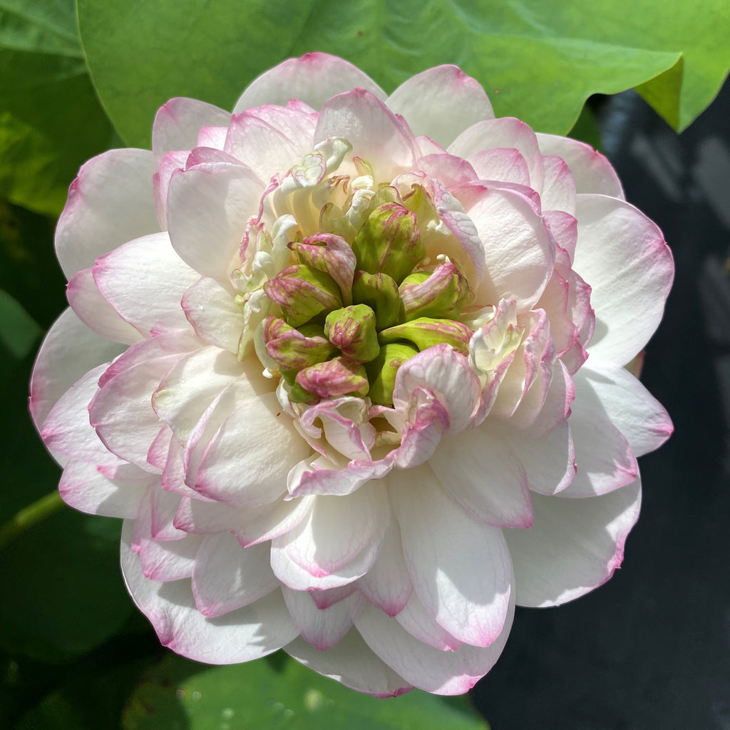 Winter Chrysanthemum Lotus <br>Subtle Kiss of Pink