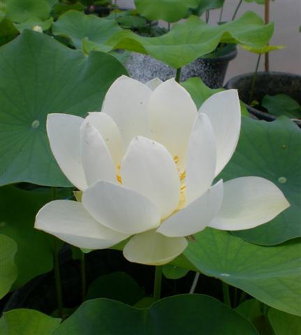 Xiamen Bowl <br> Rice Paper Lotus