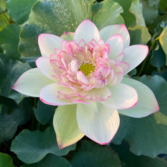 XinJinXia2022_8_medium.jpg?v=