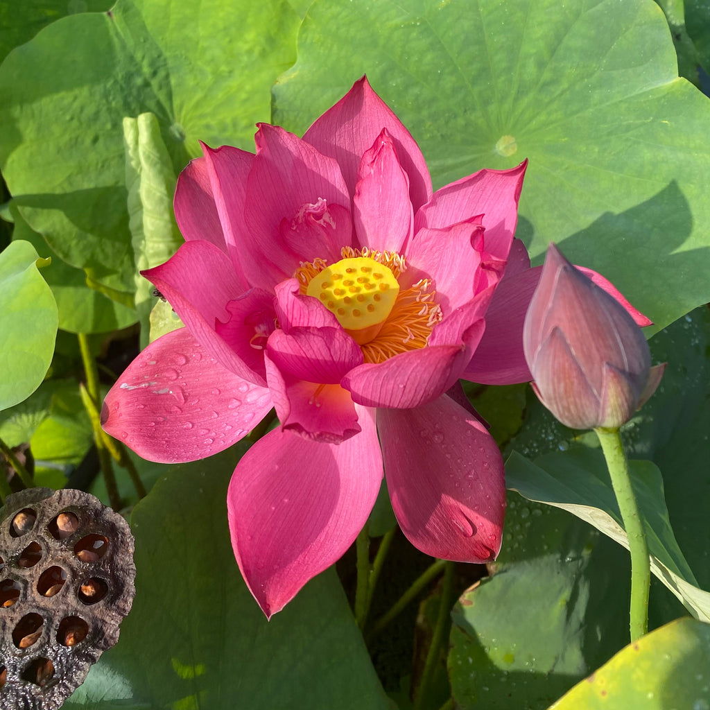 Zunyi Lotus  <br> Lovely Color!