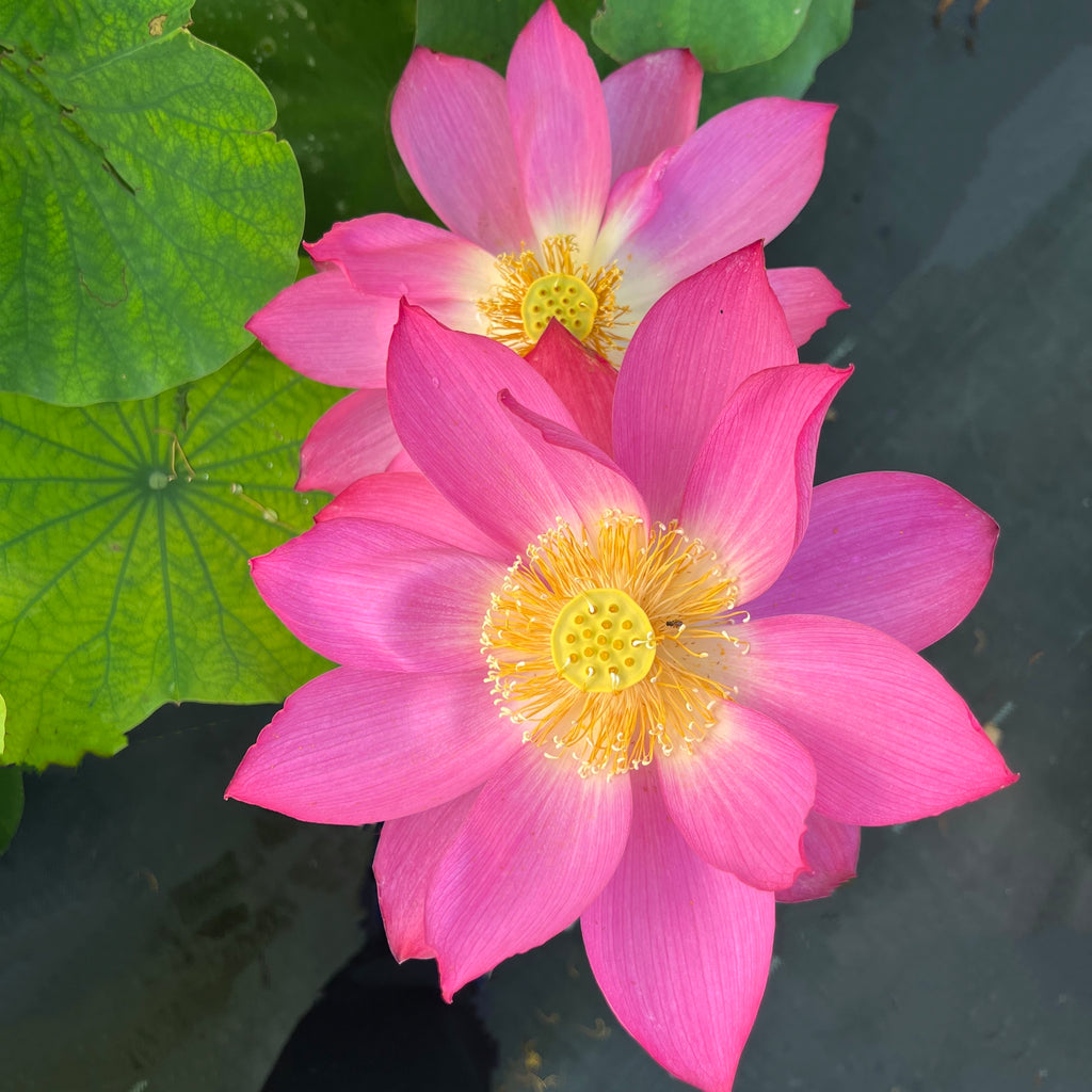 Bold Protector Lotus  <br>  LOTUS Flowers available in Season Only!