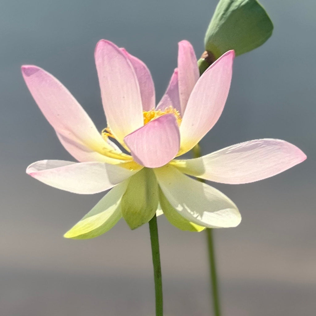 Sino American Excellence Lotus - HUGE Flowers!