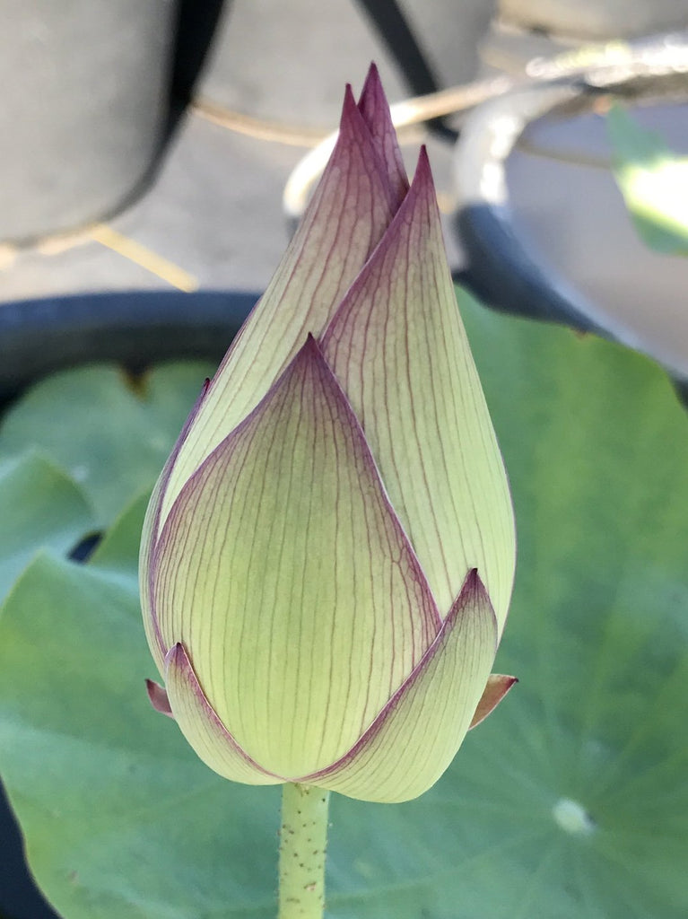 Pulse Feelings Lotus  <br>  Exquisite!  <br> Reserve Lotus Varieties ASAP for 2020! - PondLotus.com