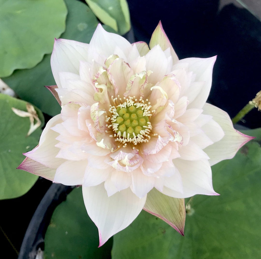 Pulse Feelings Lotus  <br>  Exquisite!  <br> Reserve Lotus Varieties ASAP for 2020! - PondLotus.com