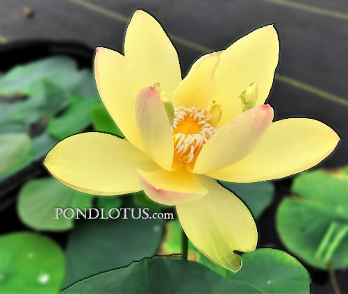 Ai Jiangnan Lotus  <br>  Heavy Bloomer <br> Reserve Lotus Varieties ASAP for 2020! - PondLotus.com