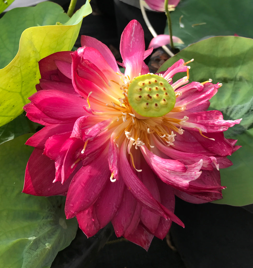 Ancient Capital Maple Leaf Lotus <br> Reserve Lotus Varieties ASAP for 2020! - PondLotus.com