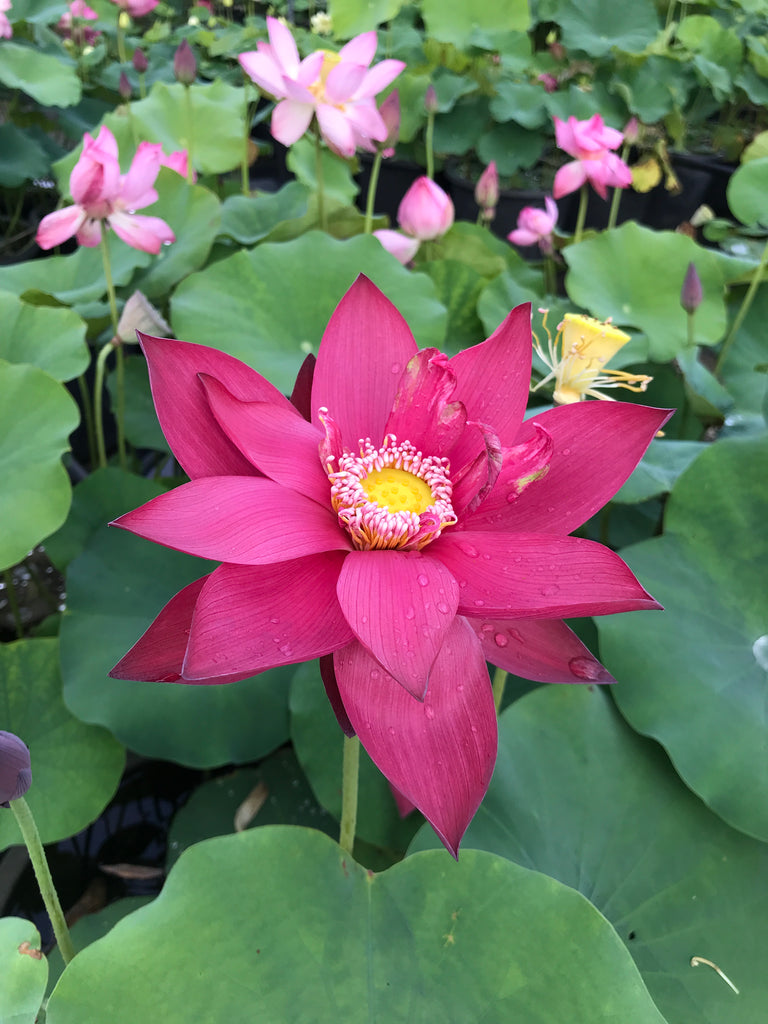 Ancient Capital New Beauty Lotus <br> Reserve Lotus Varieties ASAP for 2020! - PondLotus.com