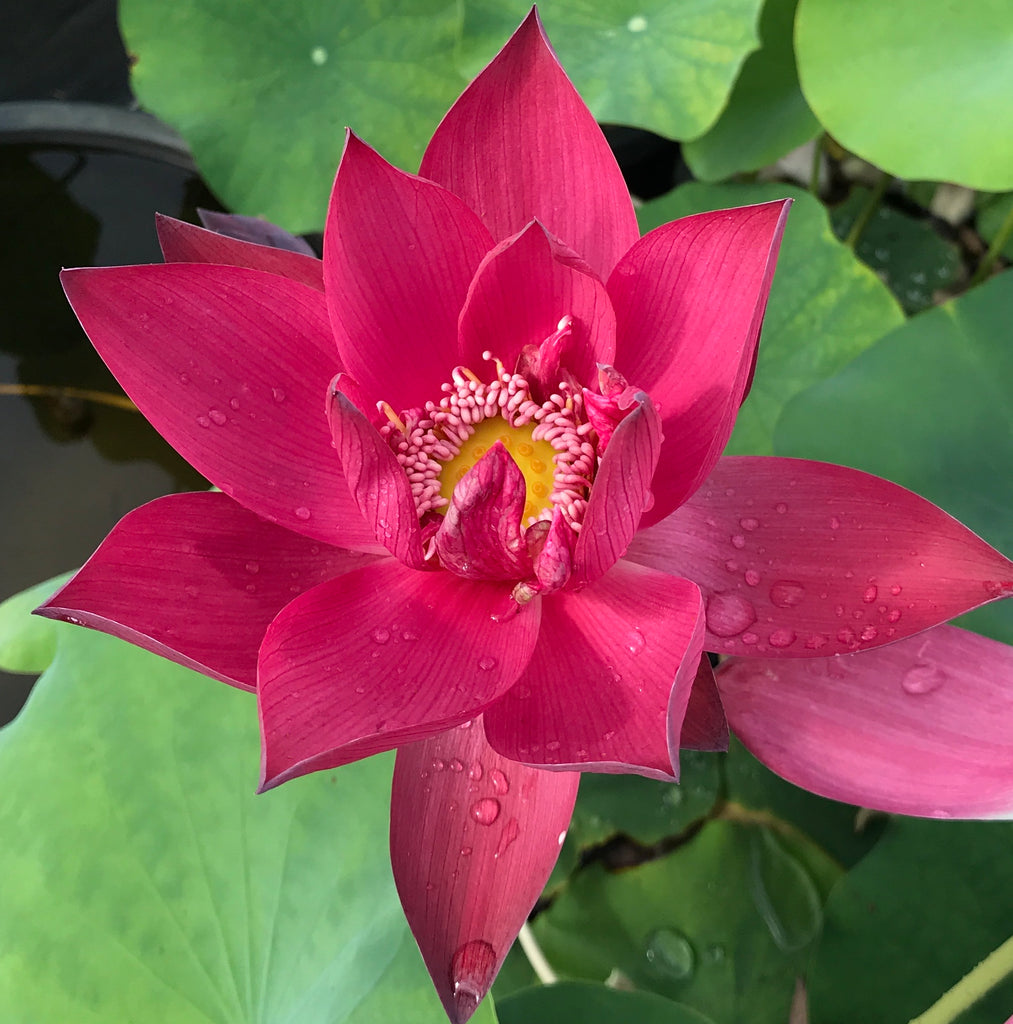 Ancient Capital New Beauty Lotus <br> Reserve Lotus Varieties ASAP for 2020! - PondLotus.com