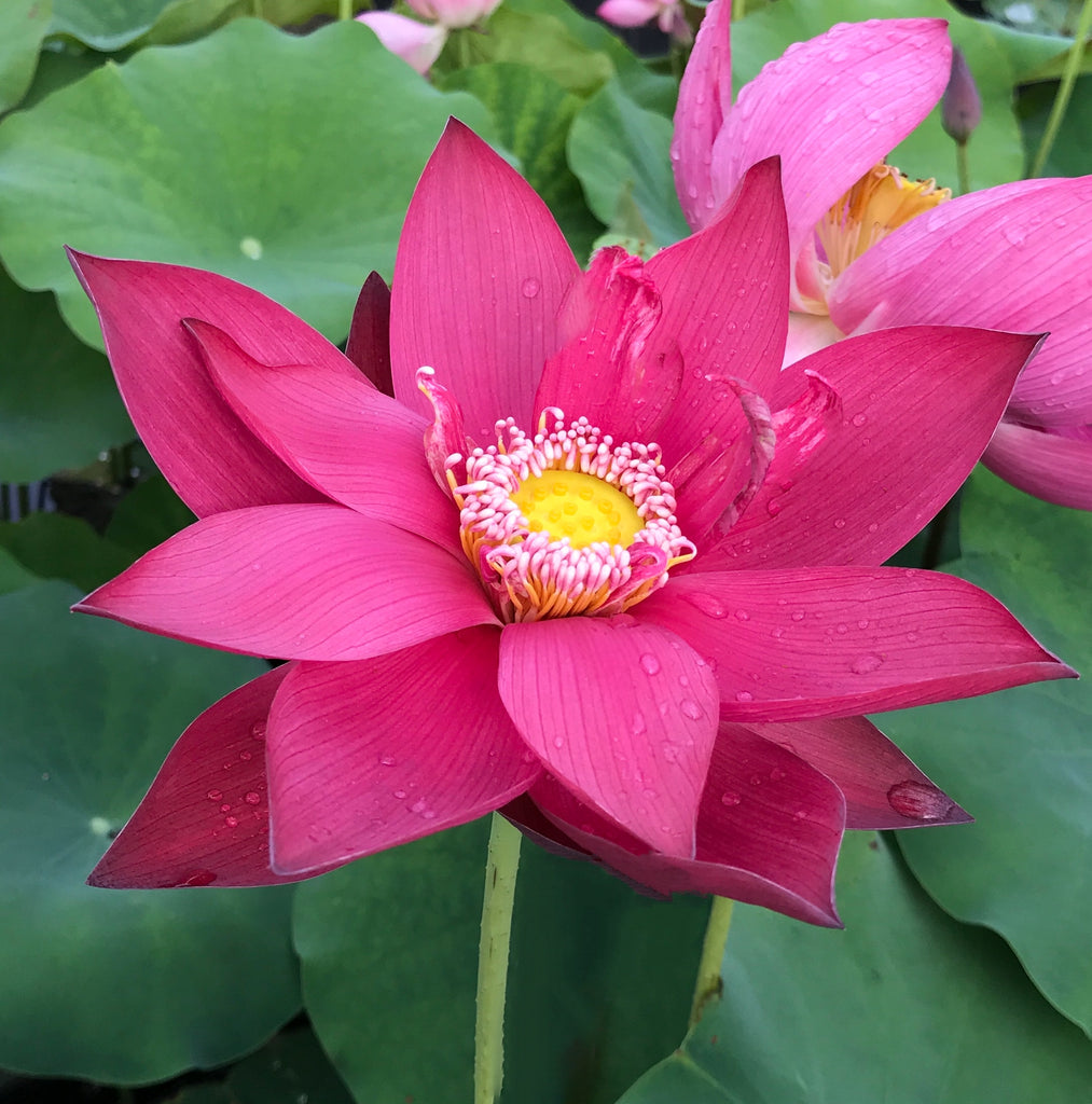 Ancient Capital New Beauty Lotus <br> Reserve Lotus Varieties ASAP for 2020! - PondLotus.com