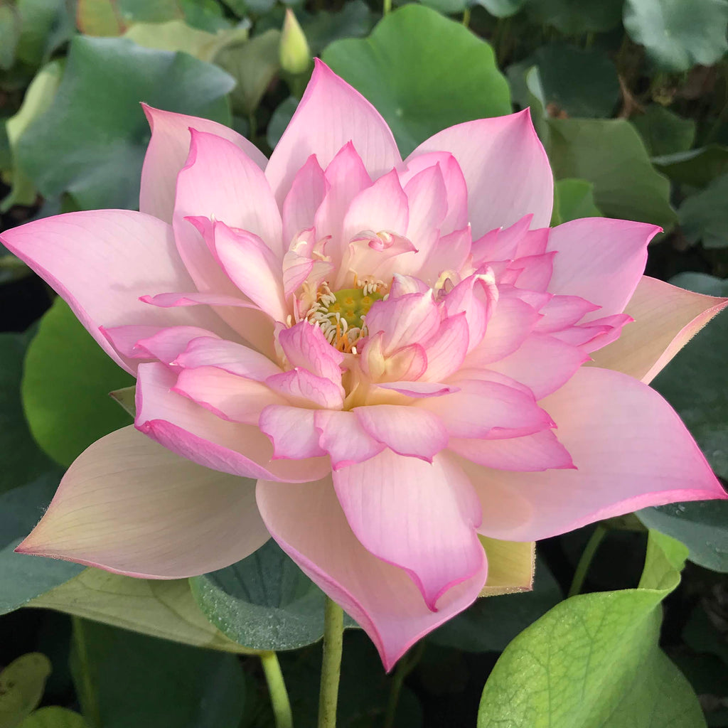 Apricot Pink Lotus  <br>  Customer Favorite! <br> Reserve Lotus Varieties ASAP for 2020! - PondLotus.com