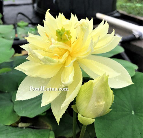 Autumn in Moling Lotus  <br>  Worldwide Favorite Yellow Lotus! <br> Reserve Lotus Varieties ASAP for 2020! - PondLotus.com
