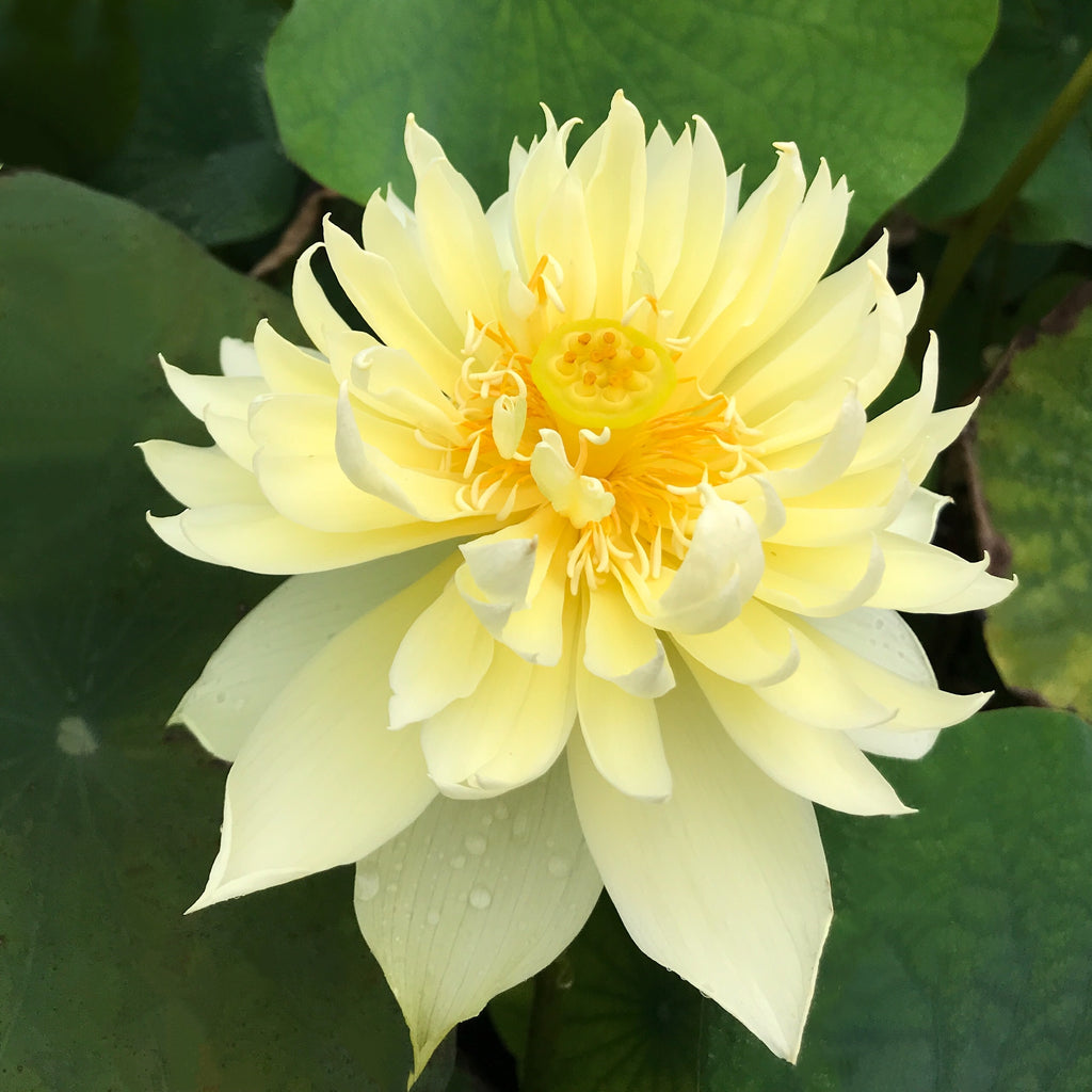 Autumn in Moling Lotus  <br>  Worldwide Favorite Yellow Lotus! <br> Reserve Lotus Varieties ASAP for 2020! - PondLotus.com