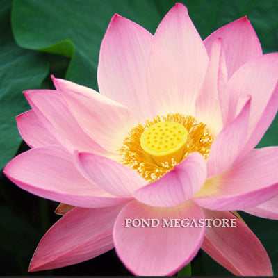 Beautiful Dancer Lotus  <br>  Lots and lots of blooms! <br> Reserve Lotus Varieties ASAP for 2020! - PondLotus.com