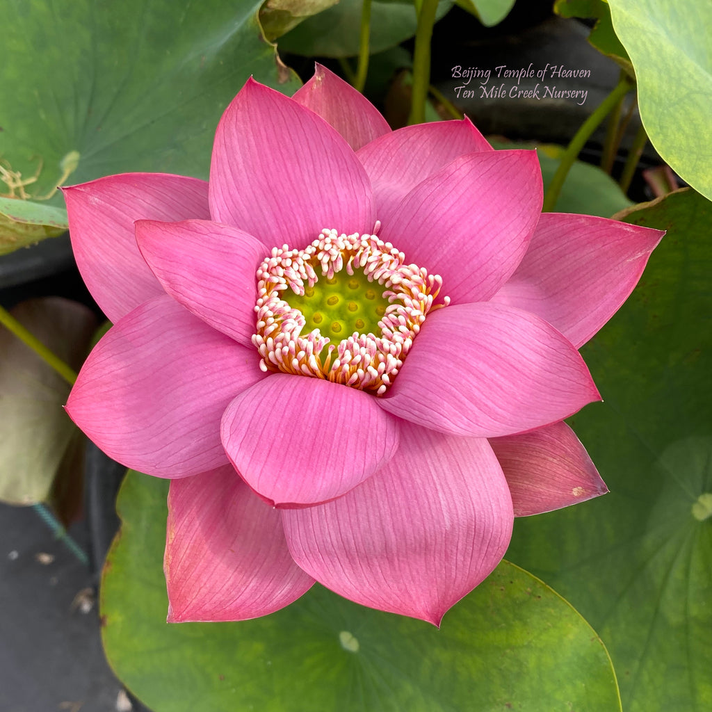Beijing Temple Of Heaven Lotus <br>  LOTUS Flowers available in Season Only!