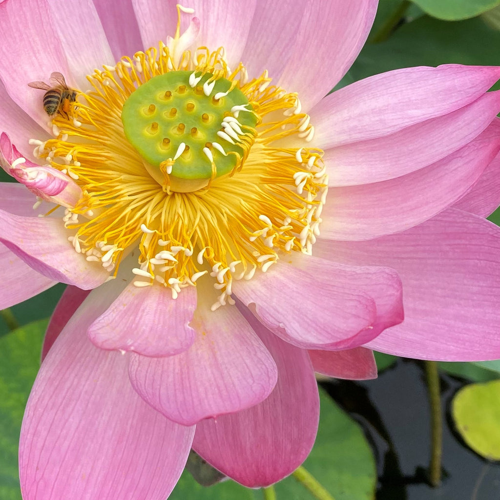 Shy Face Of A Child Lotus