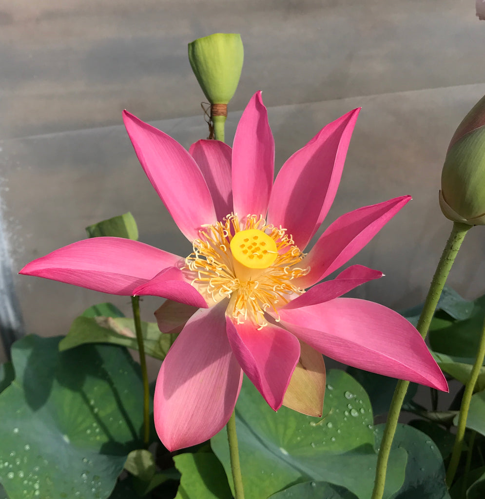 Brocade On Red Cloth Lotus  <br>  Lots of Blooms!  <br> Reserve Lotus Varieties ASAP for 2020! - PondLotus.com