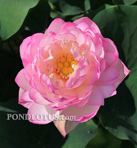 Buddha's Seat Lotus (Fouzo Lian)  <br> Reserve Lotus Varieties ASAP for 2020! - PondLotus.com