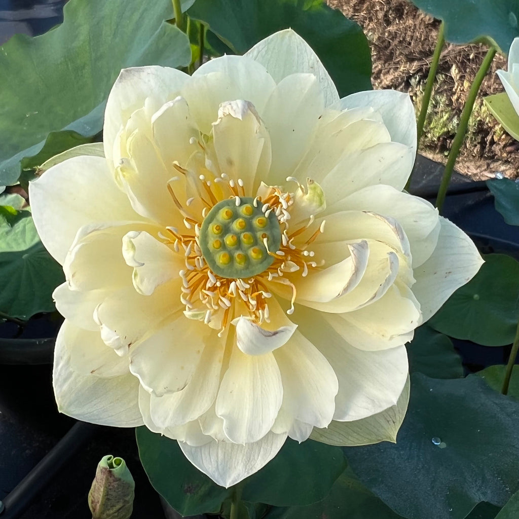 Butterscotch Lotus