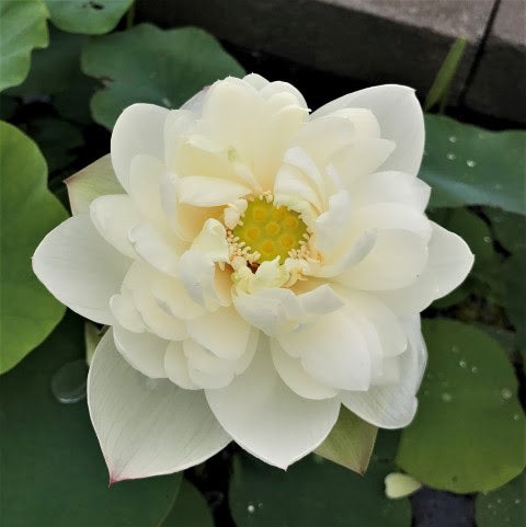 Cui Yun Lotus 13  <br>  Early Bloomer! <br>
