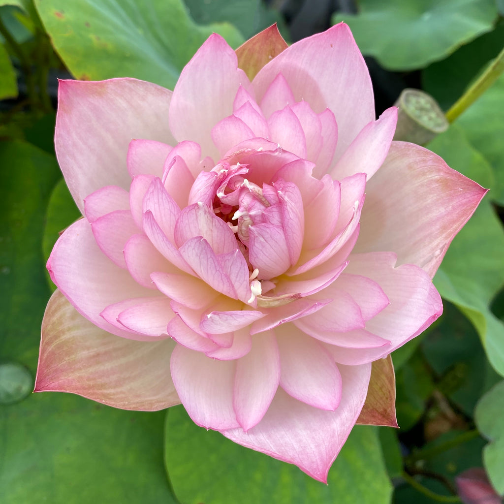 Carobee Lotus