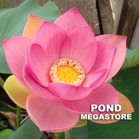 Carolina Queen Lotus  <br>  10 - 12 Inch Flowers! <br> Reserve Lotus Varieties ASAP for 2020! - PondLotus.com