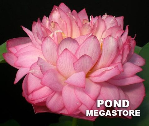 Celebration Lotus  <br>  SHOWSTOPPER!  <br> Reserve Lotus Varieties ASAP for 2020! - PondLotus.com
